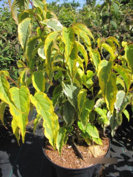 Preview: Stachyurus chinensis Joy Forever - Gelbbunter Perlschweif Joy Forever